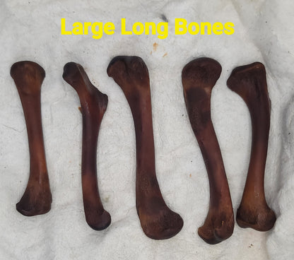 Alligator Bones – Ethically Sourced | Ritual, Protection, &amp; Baneful Work