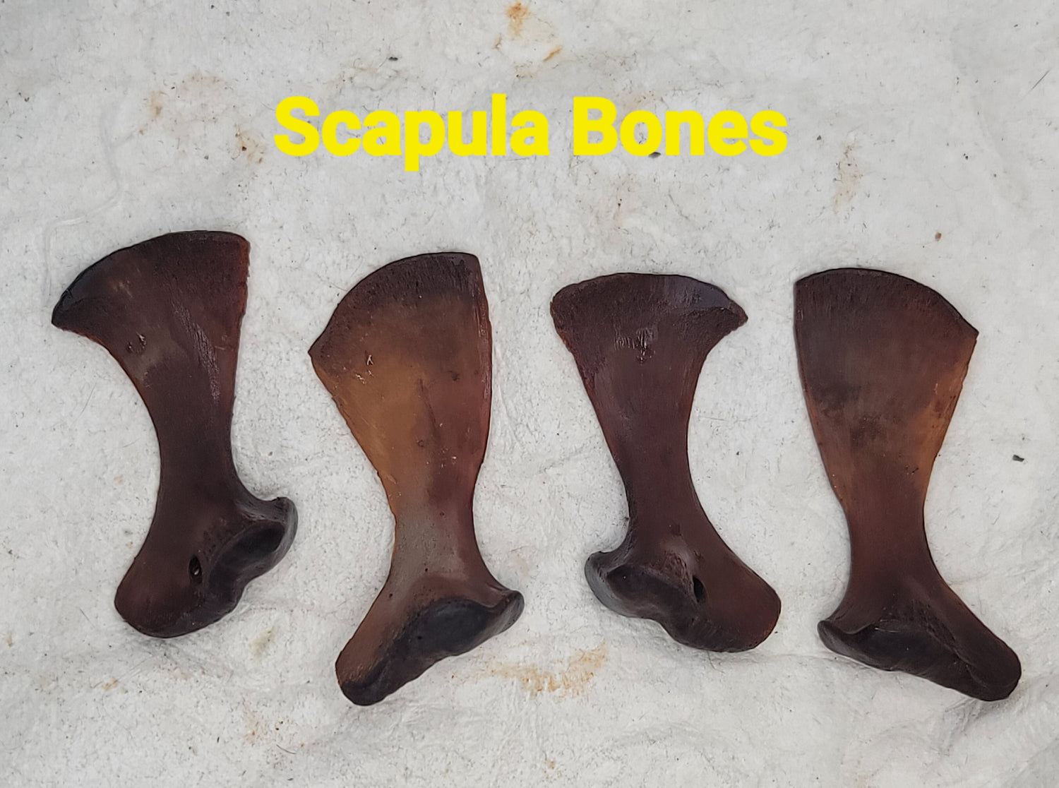 Alligator Bones – Ethically Sourced | Ritual, Protection, &amp; Baneful Work