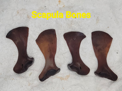 Alligator Bones – Ethically Sourced | Ritual, Protection, &amp; Baneful Work