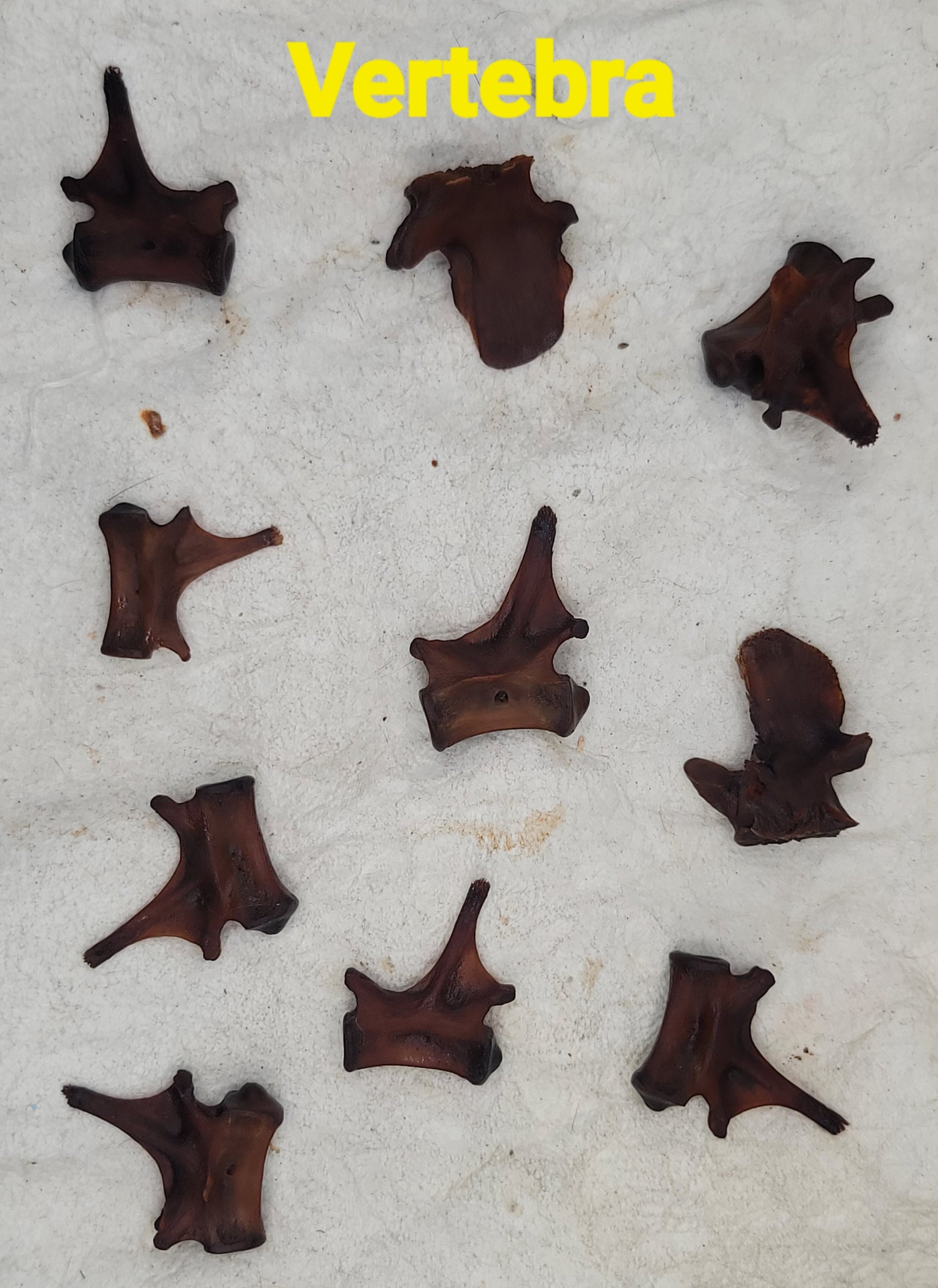 Alligator Bones – Ethically Sourced | Ritual, Protection, &amp; Baneful Work
