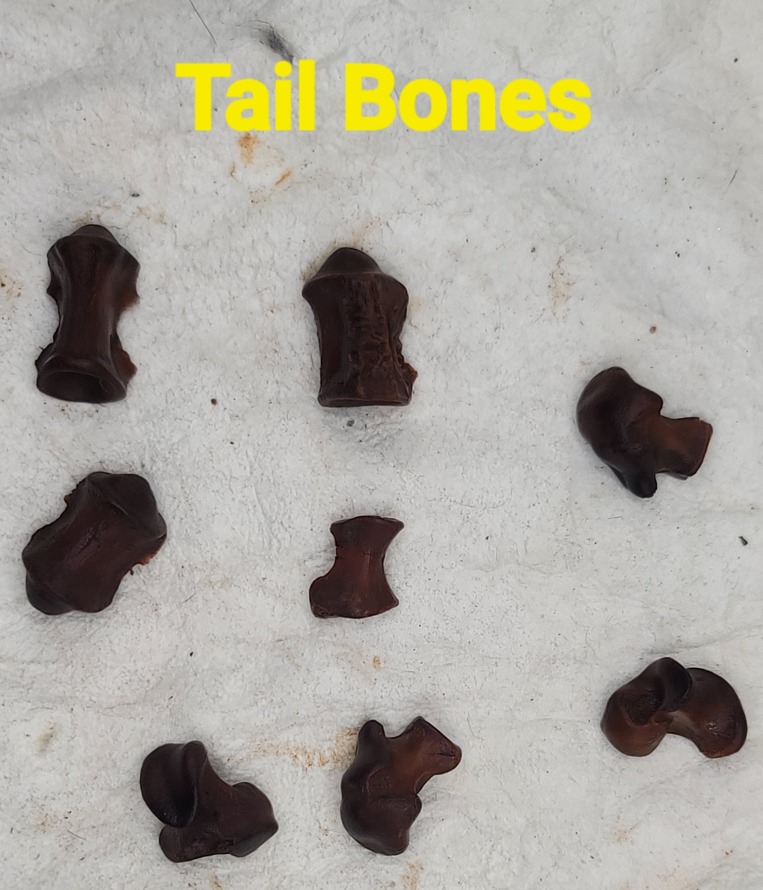 Alligator Bones – Ethically Sourced | Ritual, Protection, &amp; Baneful Work