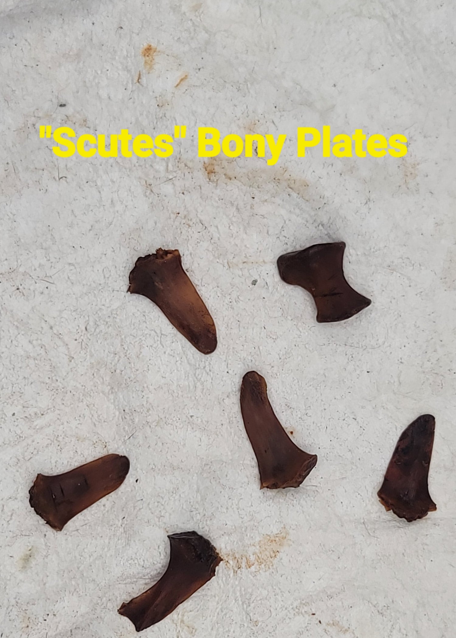 Alligator Bones – Ethically Sourced | Ritual, Protection, &amp; Baneful Work