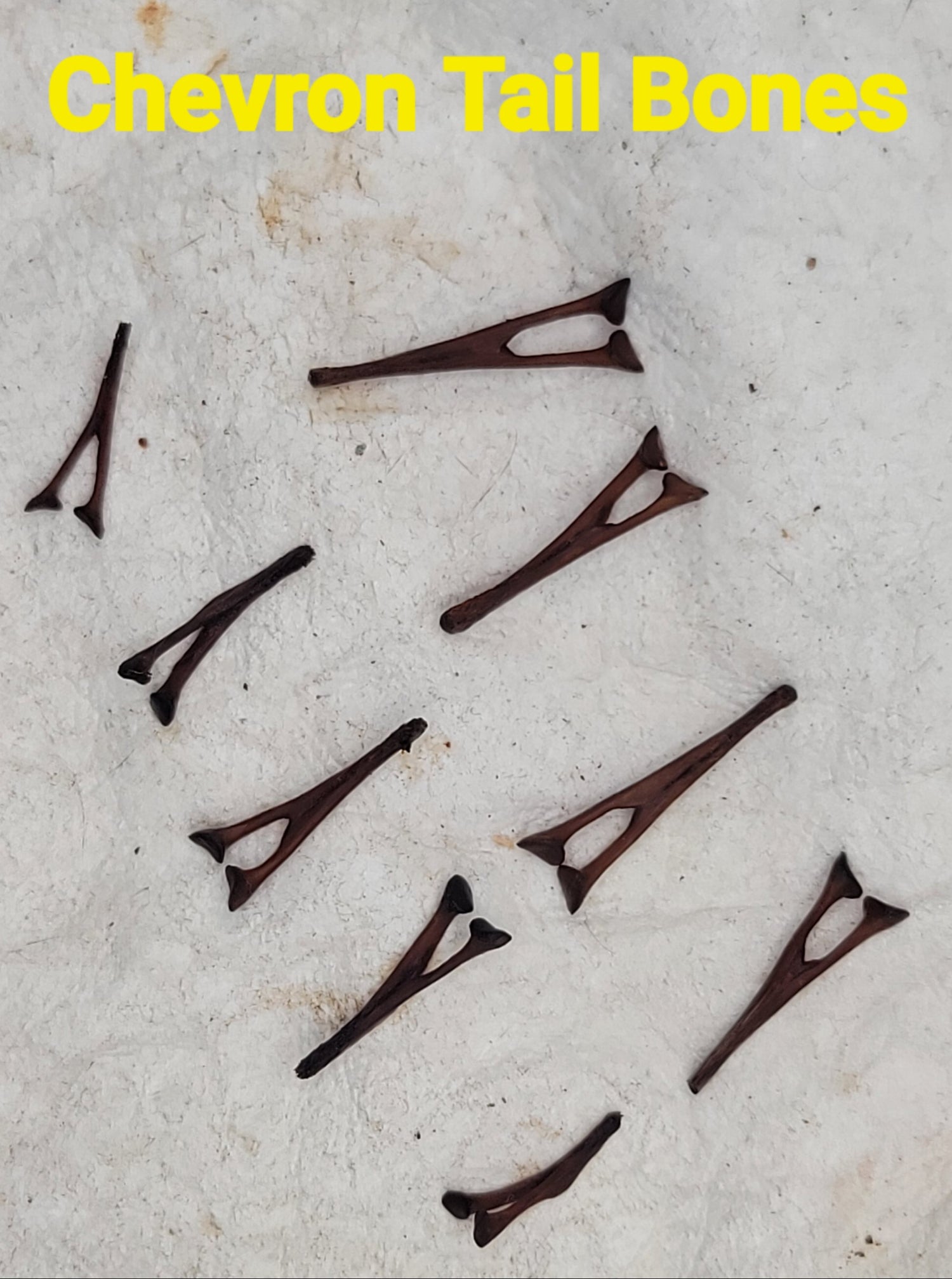 Alligator Bones – Ethically Sourced | Ritual, Protection, &amp; Baneful Work