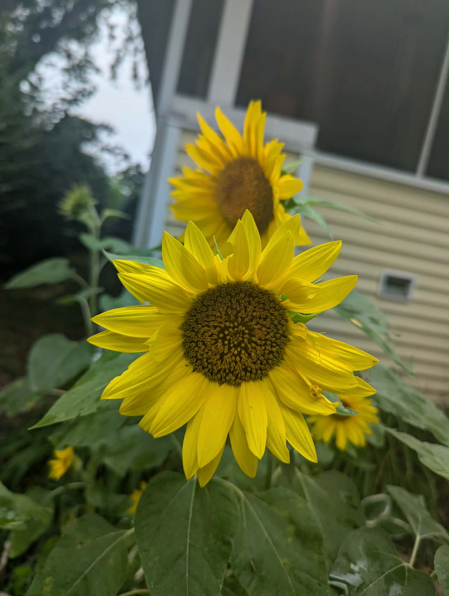 Beginner Tarot Guide (PDF version)