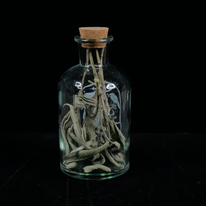 Glass Potion &amp; Ingredients Bottles, Herbs, Spices, with Witchy Design Imprint