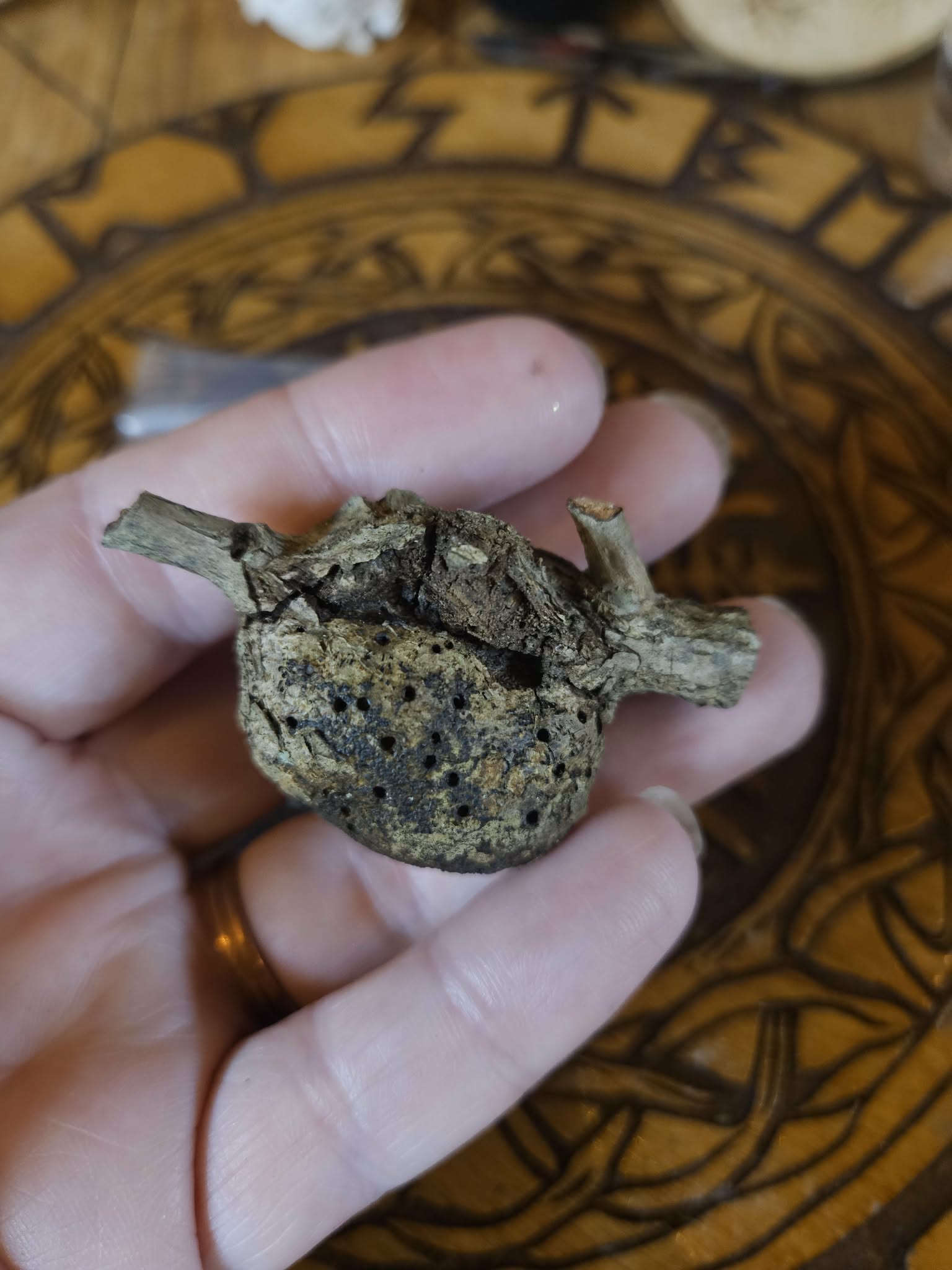 Oak Gall Trio + Protection Charm Spell | Forest Witchcraft Tool | Liminal Magic | Ward Kit | Ancestral Offering