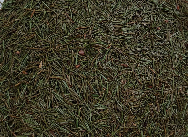 Wildcrafted Spruce Needles – 1 oz (Appalachian Foraged)
