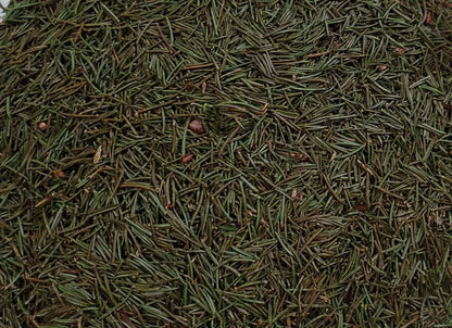 Wildcrafted Spruce Needles – 1 oz (Appalachian Foraged)