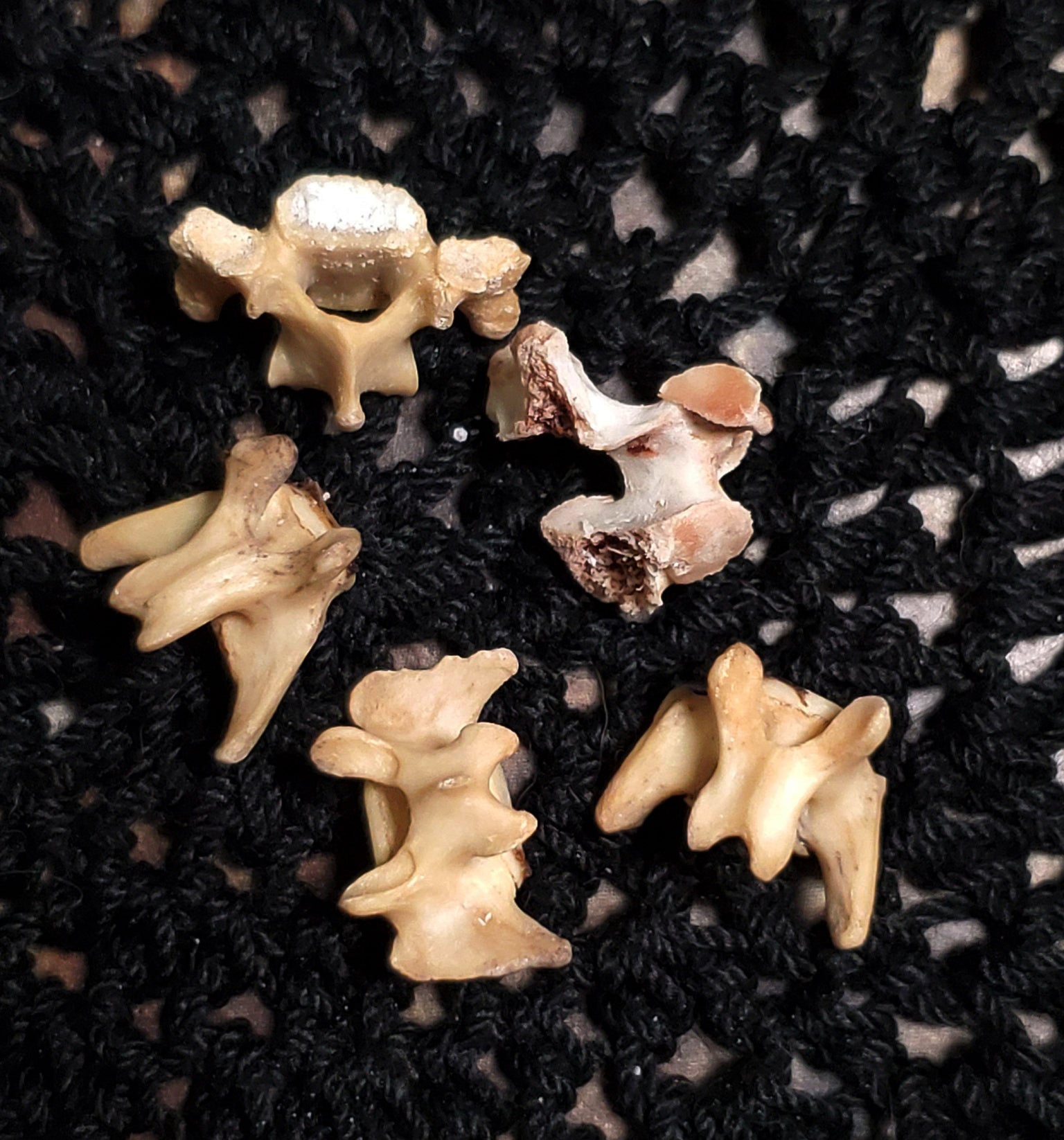 Authentic Black Cat Bone