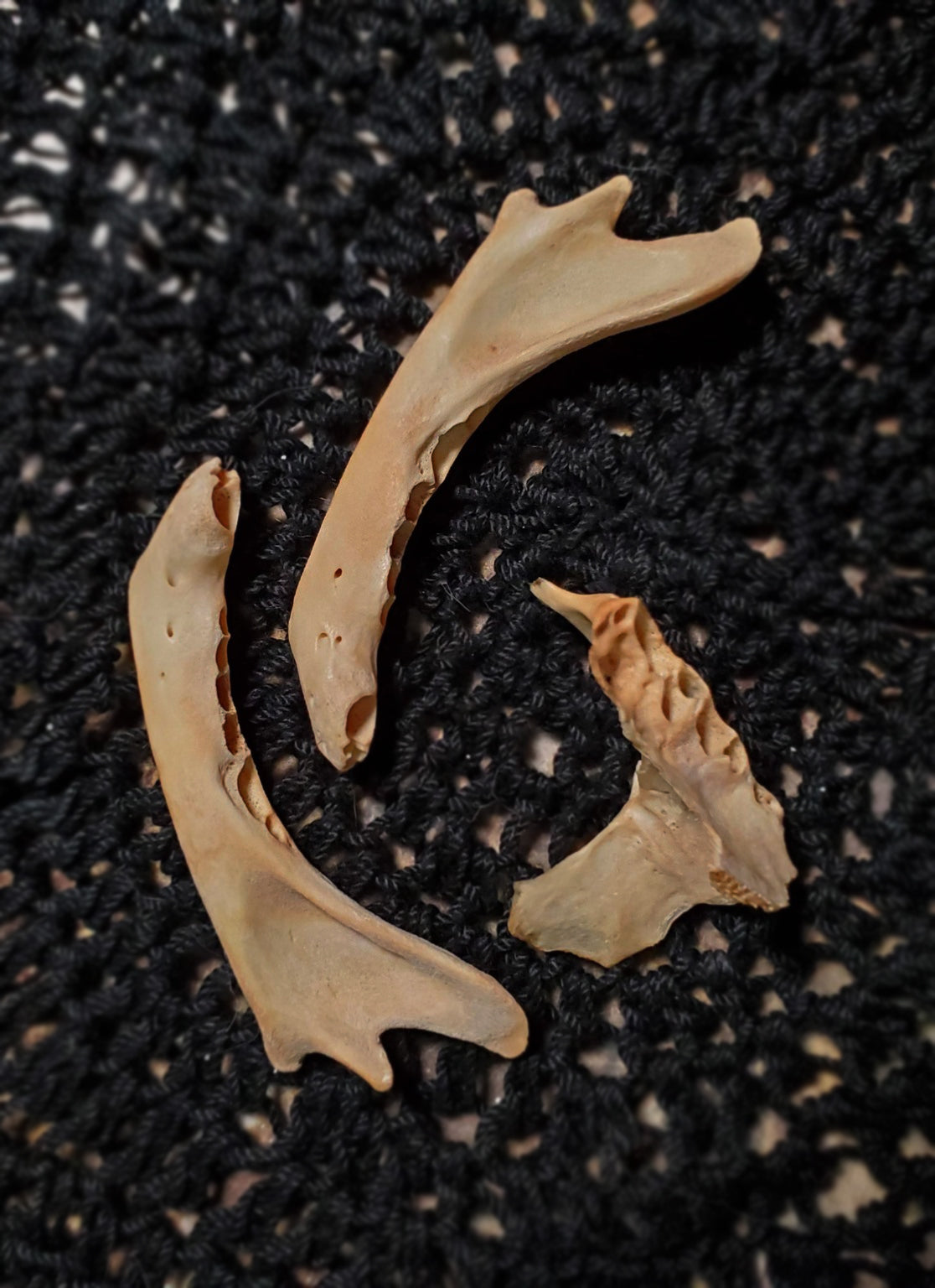 Authentic Black Cat Bone