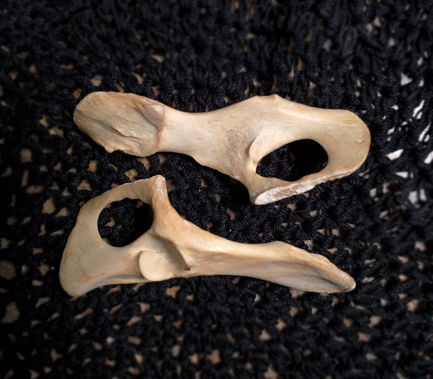 Authentic Black Cat Bone