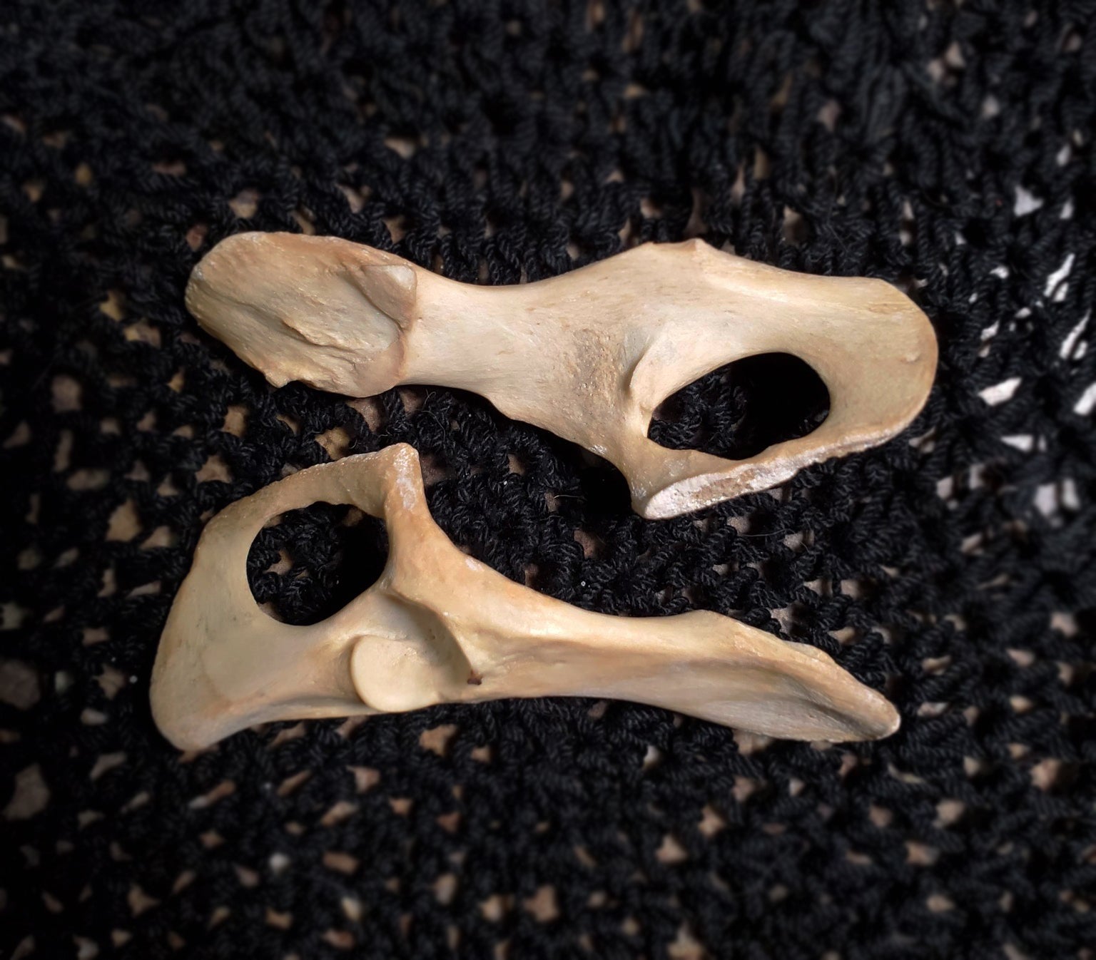 Authentic Black Cat Bone