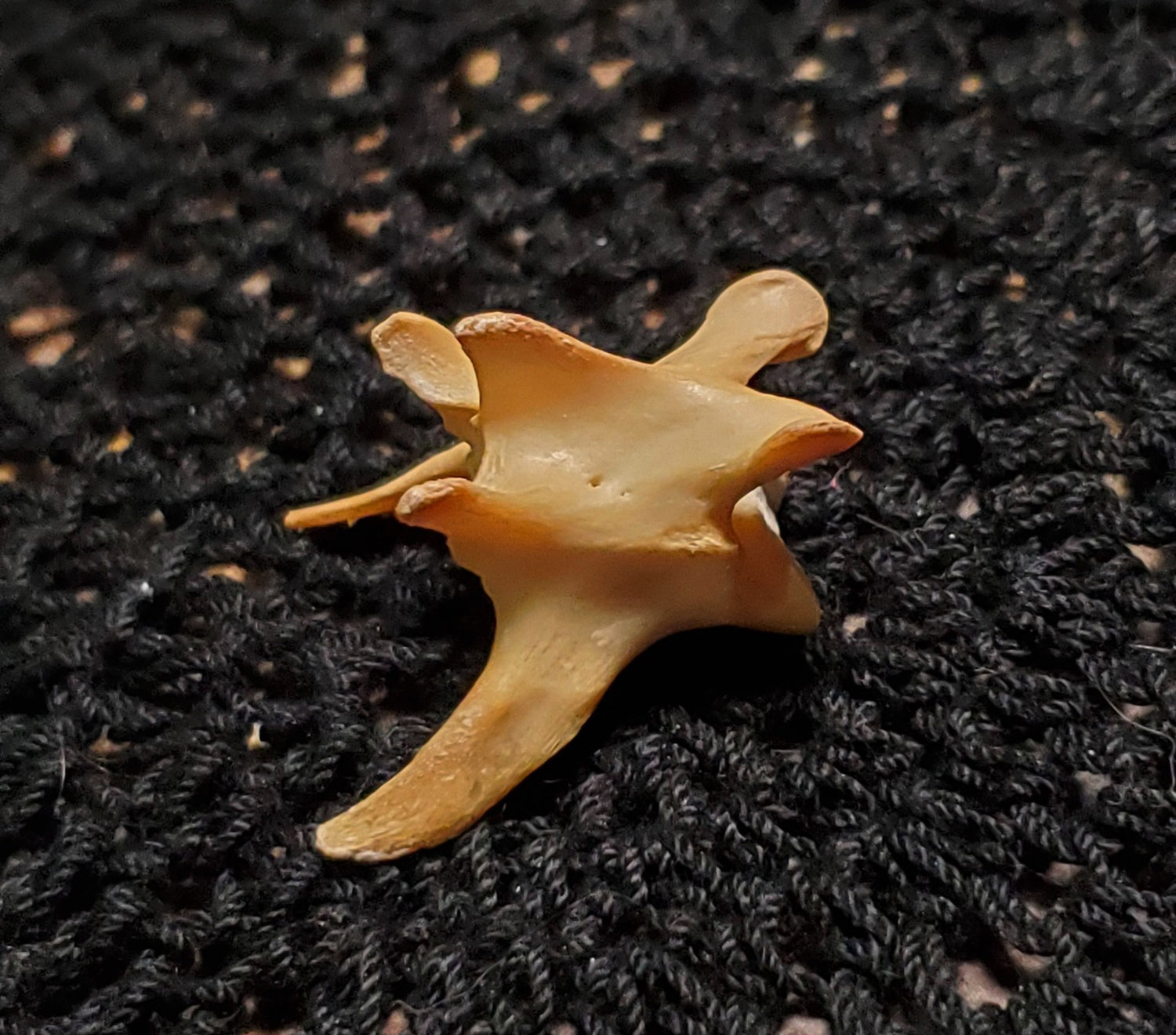 Authentic Black Cat Bone