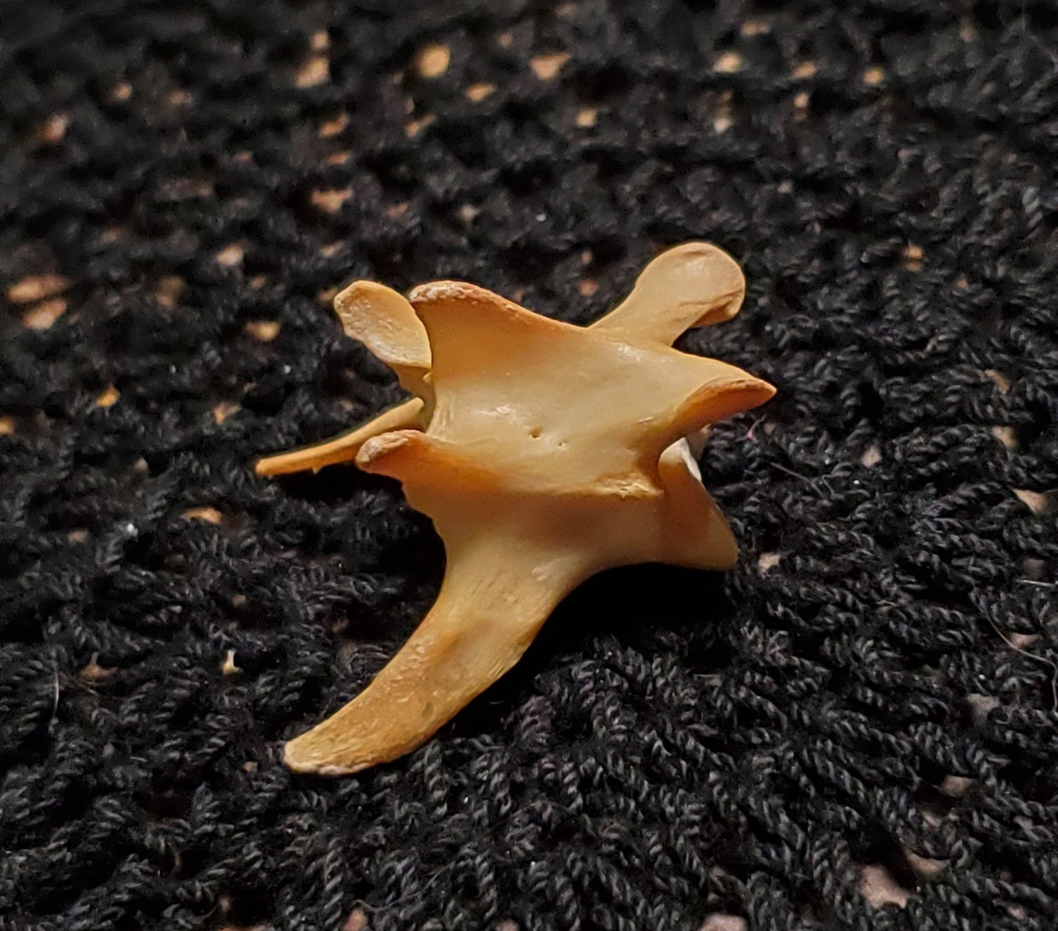 Authentic Black Cat Bone