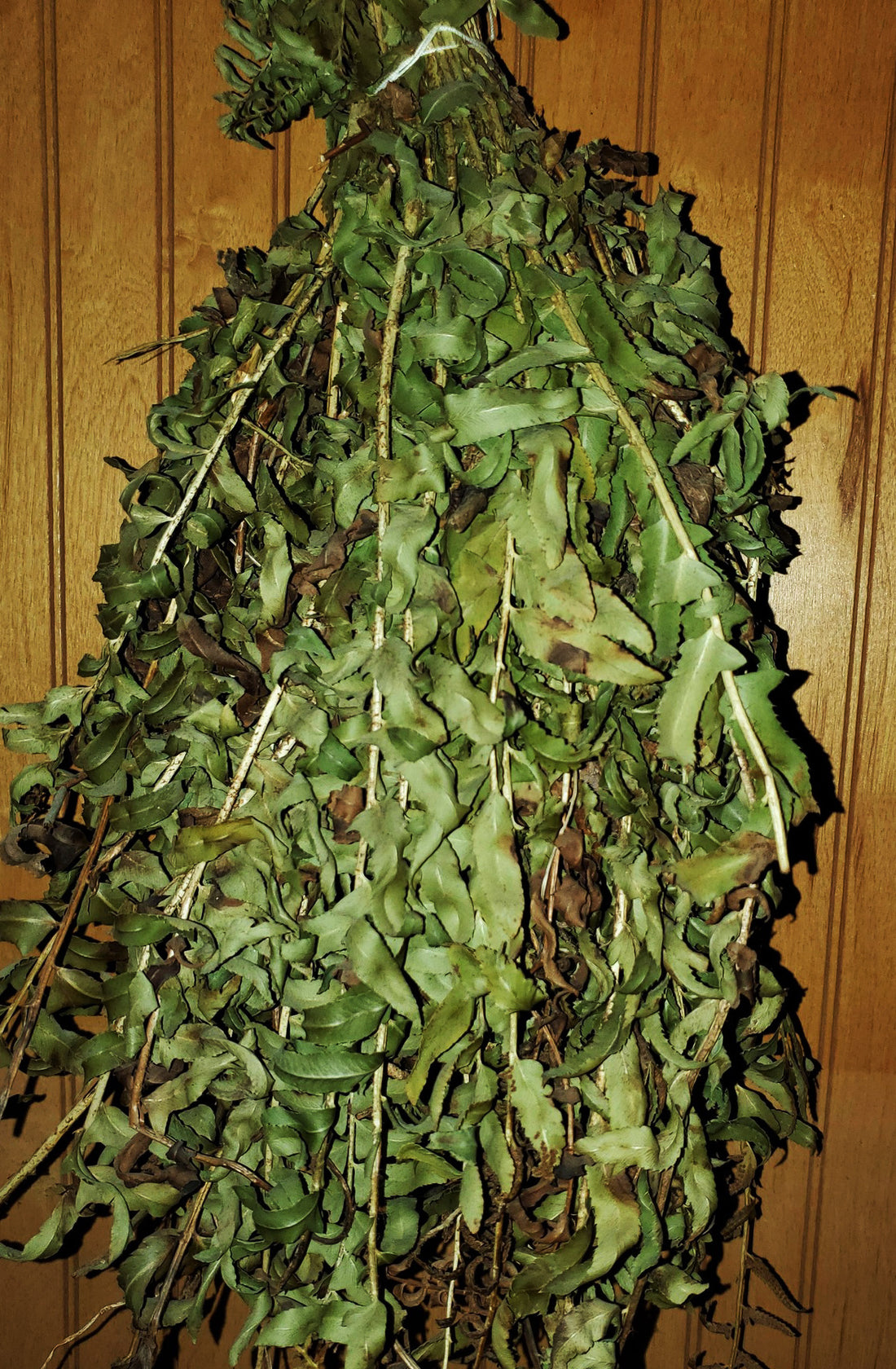 Wildcrafted Fern – 1 oz (Appalachian Foraged)