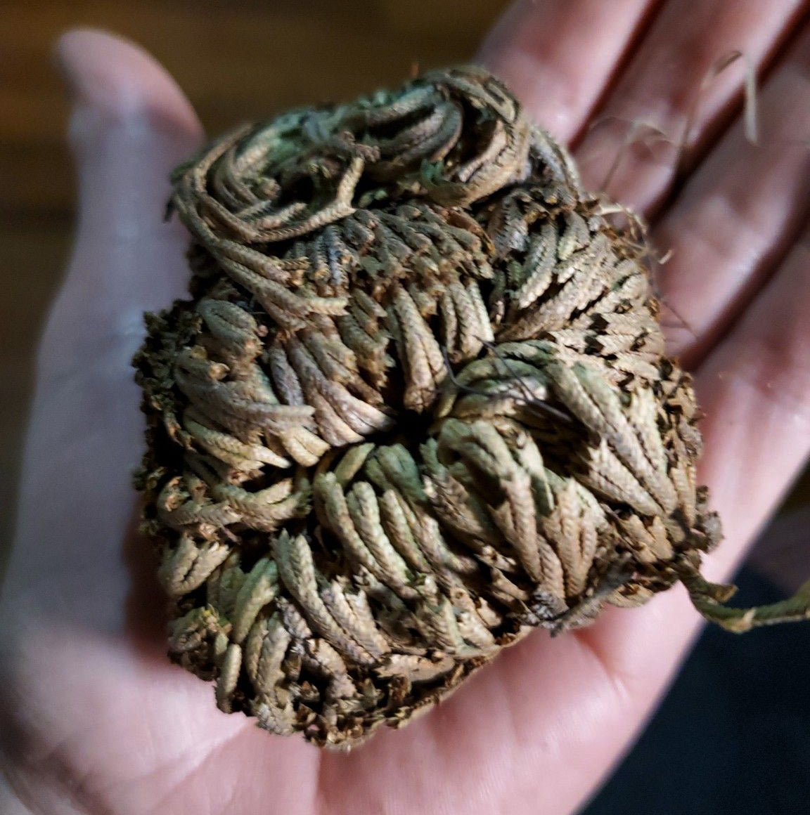 Rose of Jericho (Resurrection Plant) | Prosperity | Blessing | Money Drawing | Home Protection
