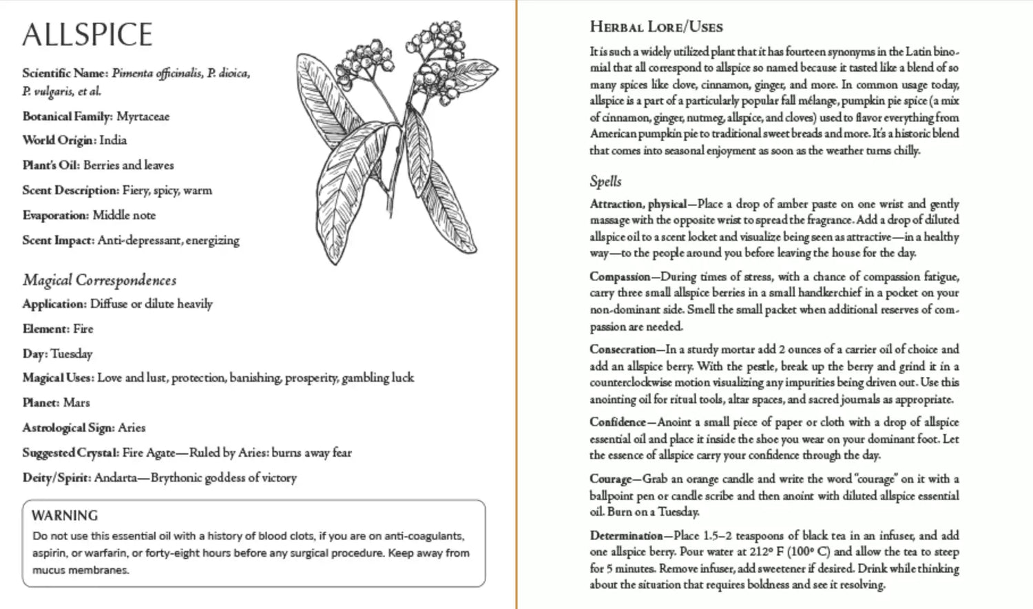Detailed botanical illustration of allspice plant with leaves, berries, and root anatomy alongside descriptive text from inside Blackthorn&