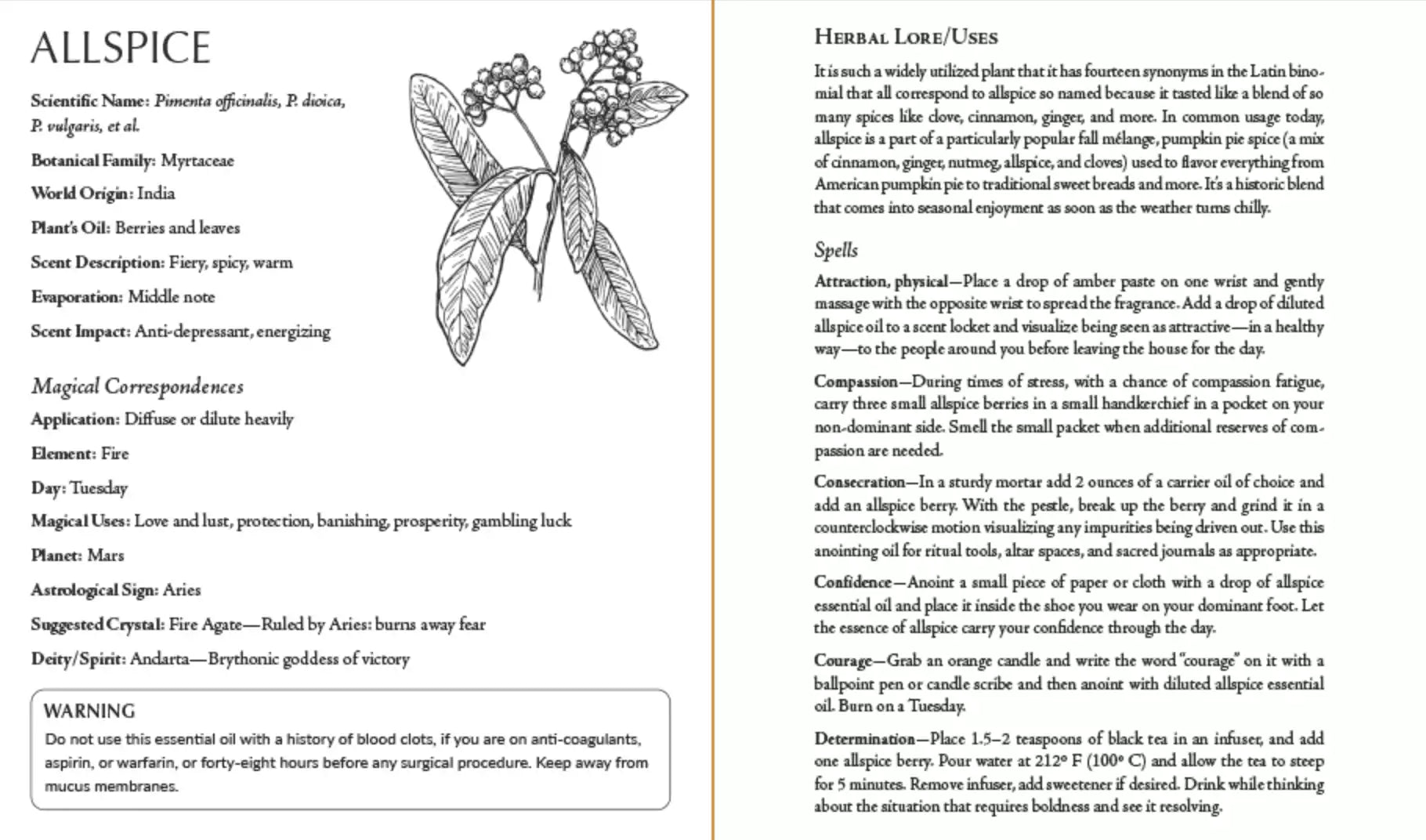 Detailed botanical illustration of allspice plant with leaves, berries, and root anatomy alongside descriptive text from inside Blackthorn&
