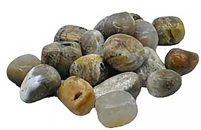 One pound bulk lot of tumbled dendritic agate stones showing distinctive fern and tree-branch-like black inclusions on white and grey translucent agate base.