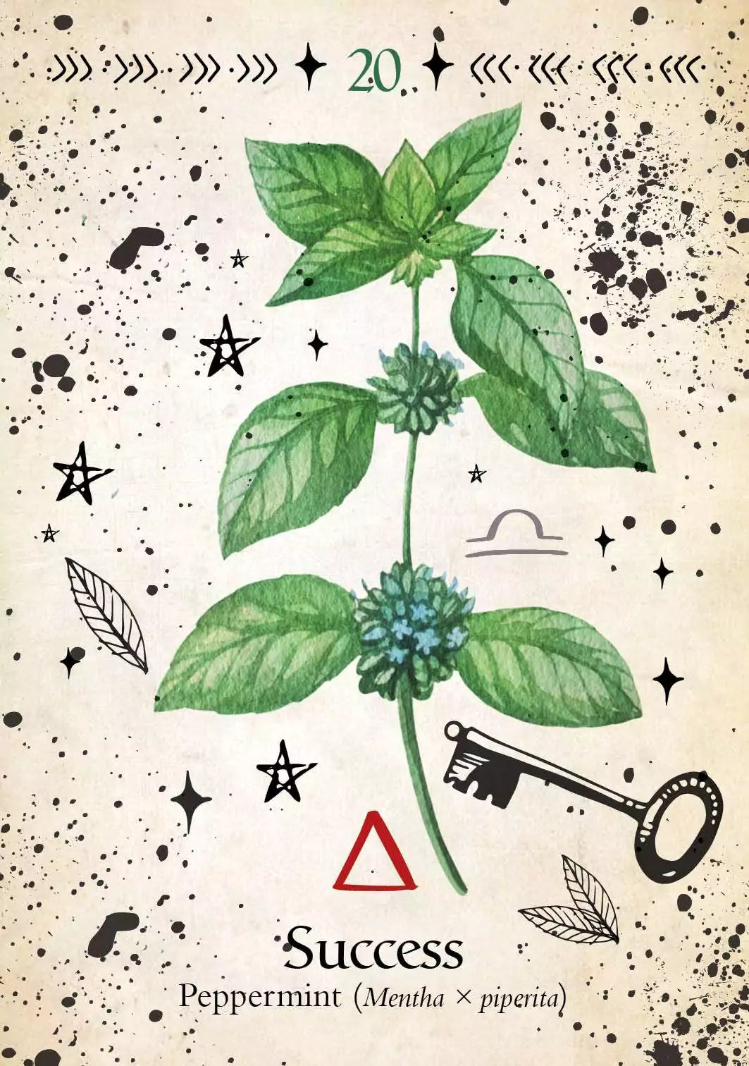 Green Witch Oracle card depicting a botanical peppermint plant illustration with serrated green leaves and small purple flower spikes.