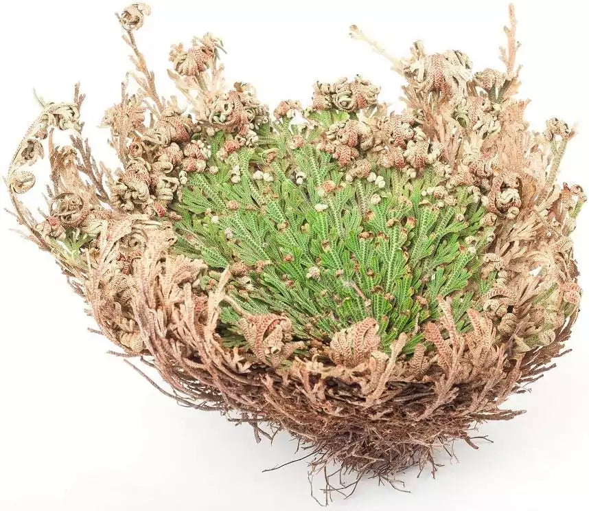 Rose of Jericho plant beginning to open — circular arrangement of green and brown vegetation as it revives from dried state in water.