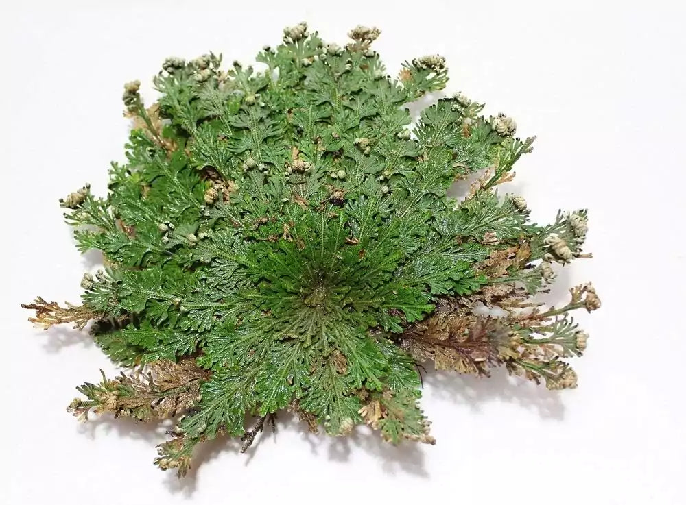 Fully opened Rose of Jericho plant showing lush green fern-like leaves — one specimen from the set of 6 shown fully hydrated.