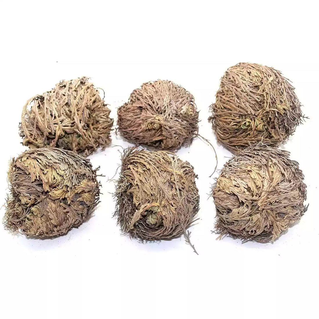 Rose of Jericho dried resurrection plant set — multiple dried herbal balls arranged together showing the bulk set of 6 Jericho flowers before revival.