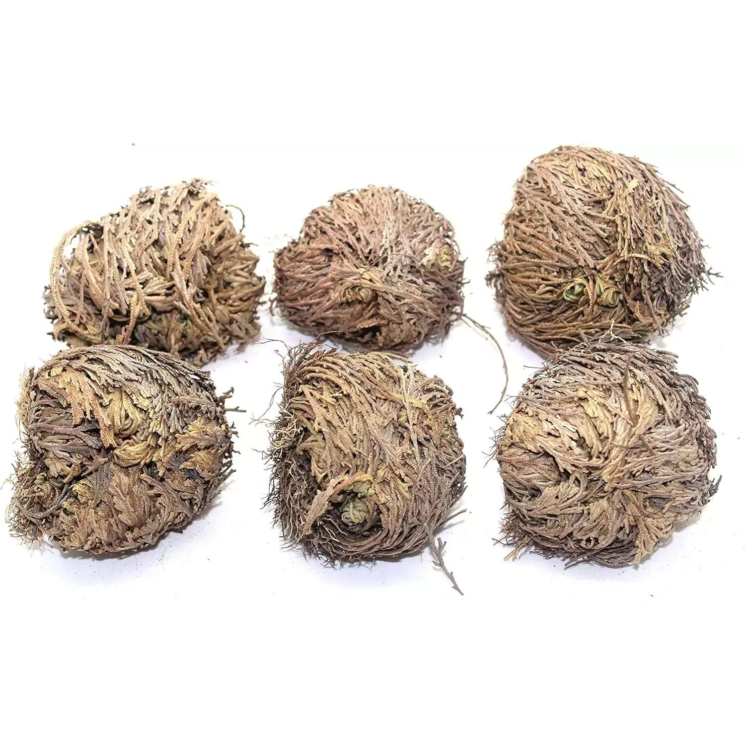 Rose of Jericho dried resurrection plant set — multiple dried herbal balls arranged together showing the bulk set of 6 Jericho flowers before revival.