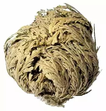 Tightly rolled dried Rose of Jericho ball — one of the six resurrection plants in the bulk set showing natural coarse brown texture.