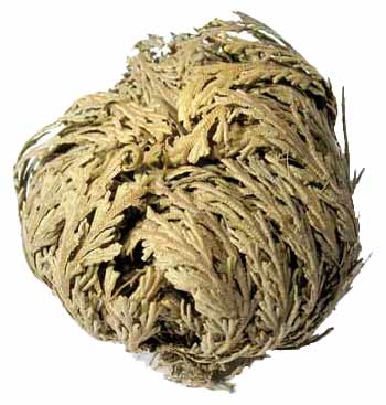Tightly rolled dried Rose of Jericho ball — one of the six resurrection plants in the bulk set showing natural coarse brown texture.