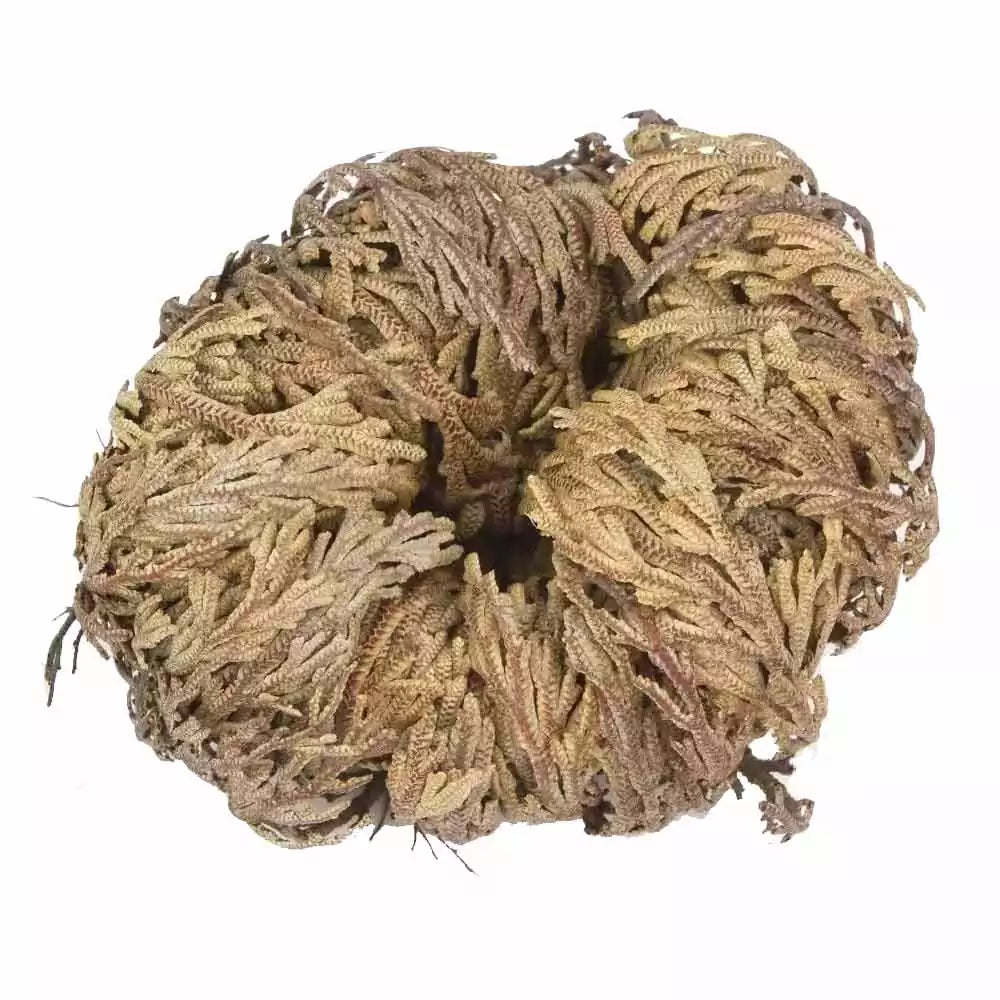Single dried Rose of Jericho plant curled into a nest-like shape — one specimen from the set of 6 dried resurrection plants.