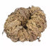 Single dried Rose of Jericho plant curled into a nest-like shape — one specimen from the set of 6 dried resurrection plants.