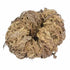 Single dried Rose of Jericho plant curled into a nest-like shape — one specimen from the set of 6 dried resurrection plants.
