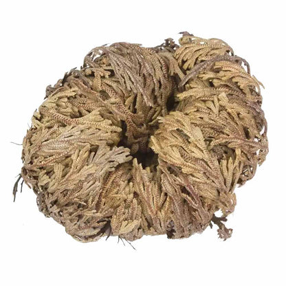 Set of 6 Rose of Jericho Flowers – Resurrection Plants for Ritual Renewal