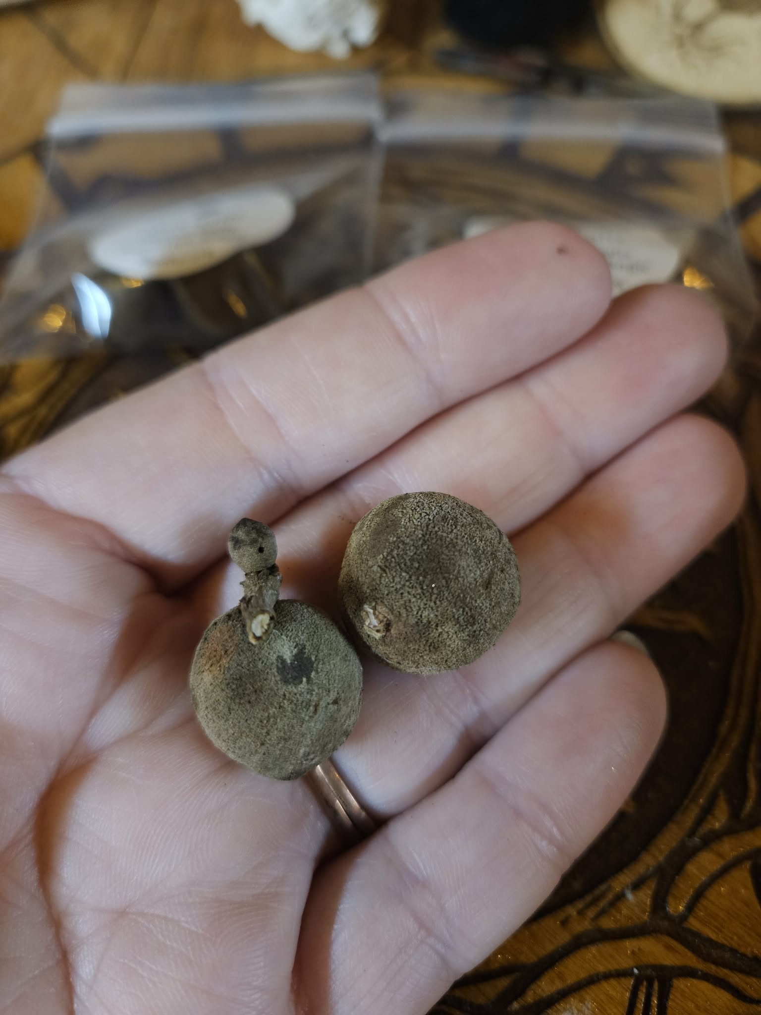 Oak Gall Trio + Protection Charm Spell | Forest Witchcraft Tool | Liminal Magic | Ward Kit | Ancestral Offering