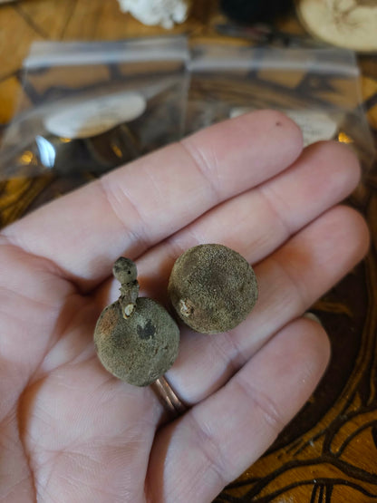 Oak Gall Trio + Protection Charm Spell | Forest Witchcraft Tool | Liminal Magic | Ward Kit | Ancestral Offering