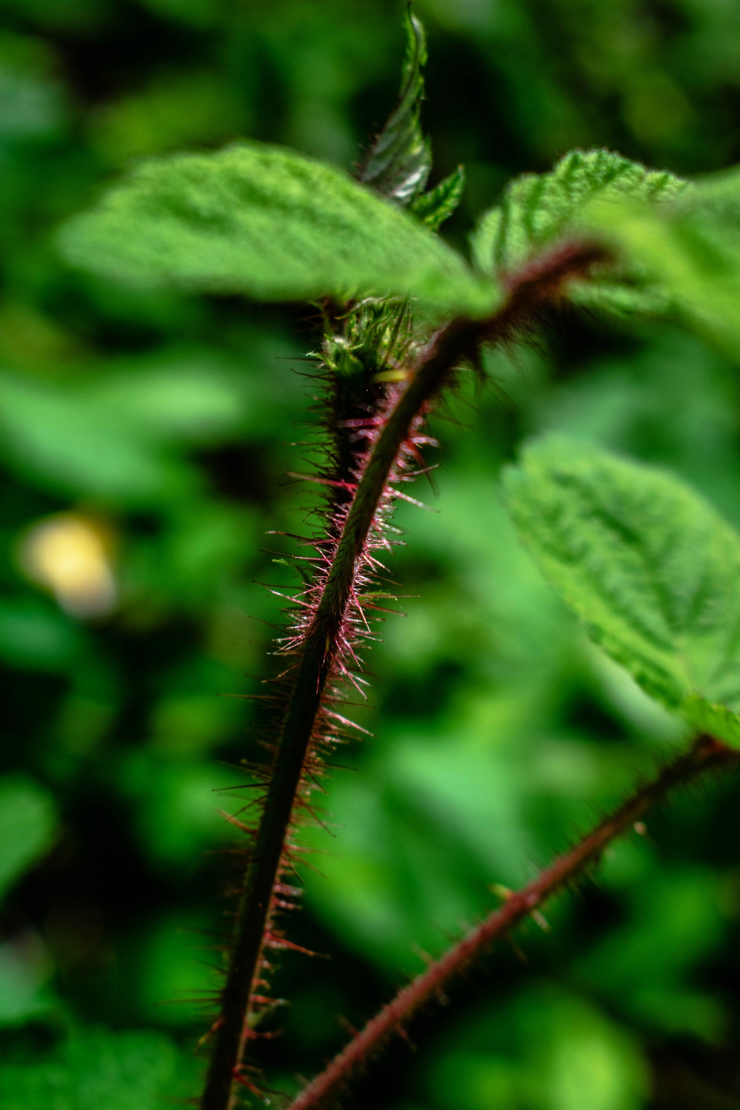 Wildcrafted Blackberry Leaf – ½ oz (Appalachian Foraged)
