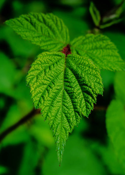 Wildcrafted Blackberry Leaf – ½ oz (Appalachian Foraged)