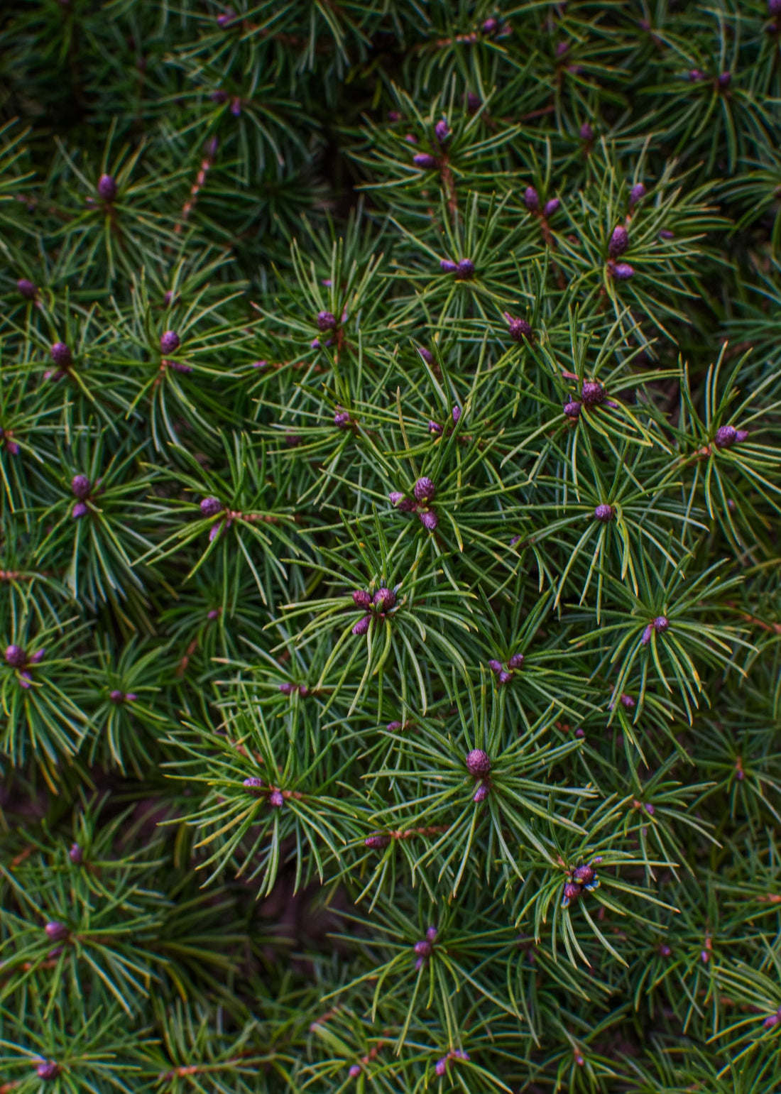 Wildcrafted Spruce Needles – 1 oz (Appalachian Foraged)