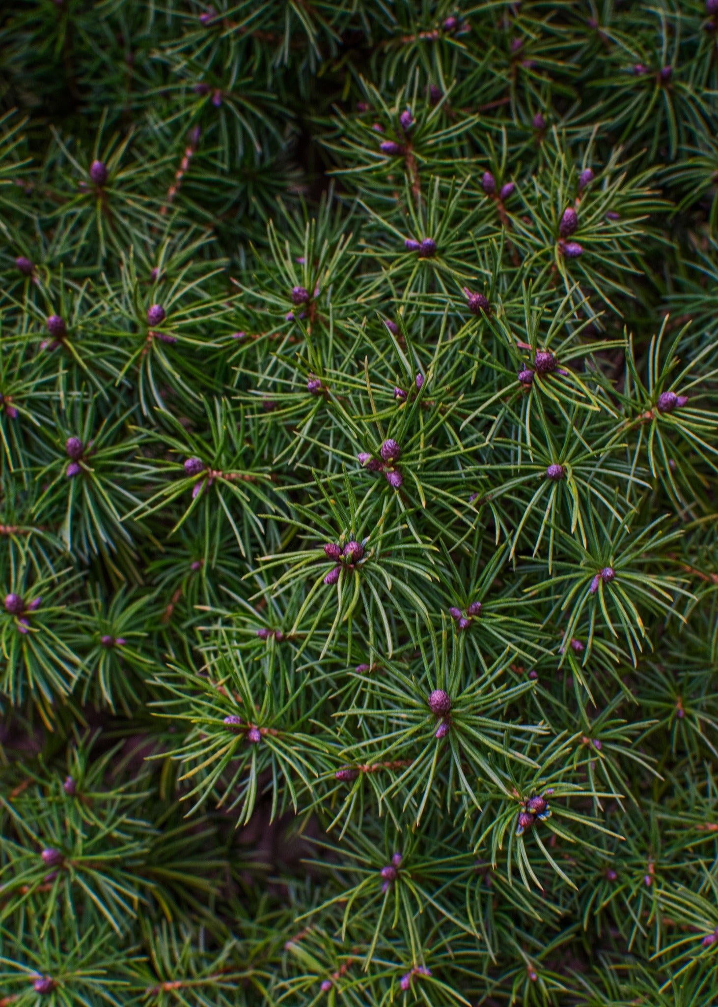 Wildcrafted Spruce Needles – 1 oz (Appalachian Foraged)