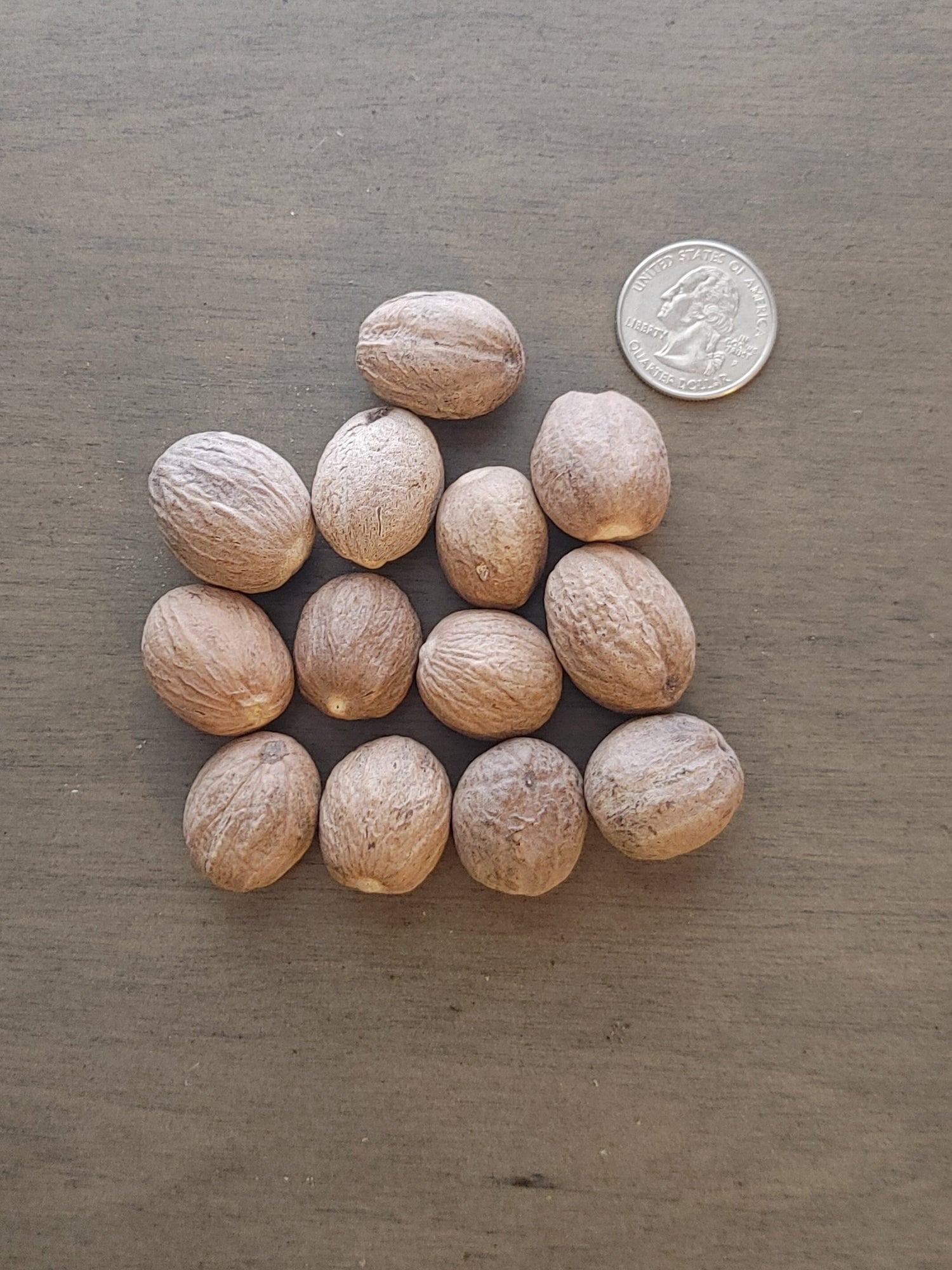 Nutmeg, Whole, 1 ea, Gambling, Wealth, Get A Job, Health, Fidelity, Luck, Money (1 each)
