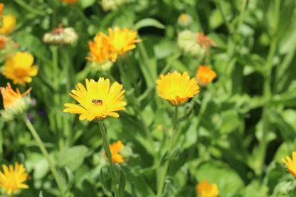 Calendula Seeds (Calendula resina)