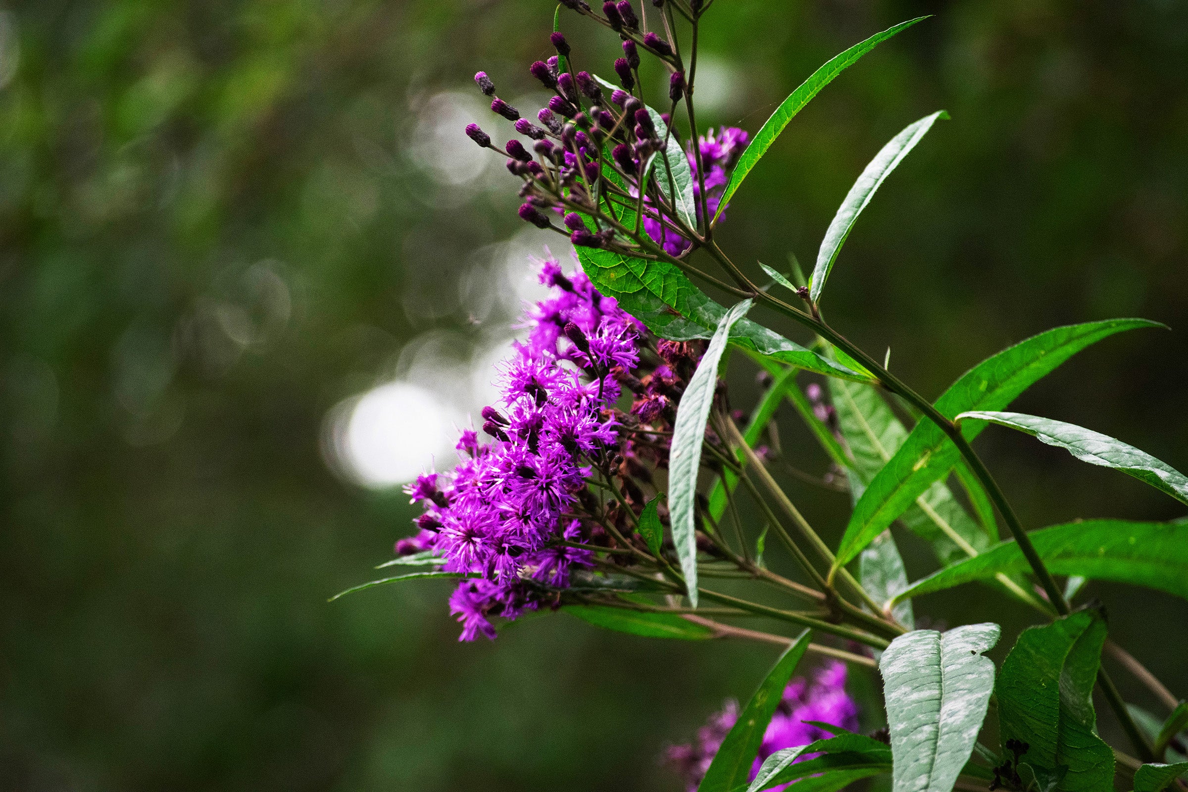 Ironweed (Wildcrafted Appalachian Herb) – 1 oz