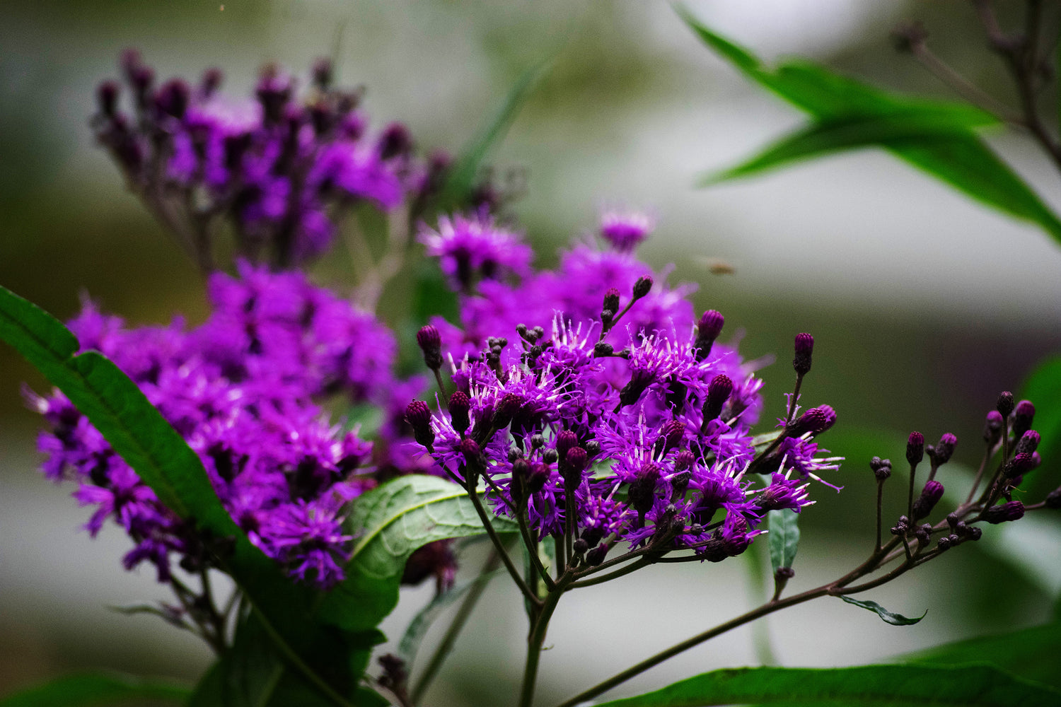 Ironweed (Wildcrafted Appalachian Herb) – 1 oz